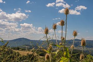 Sommer-Ansicht