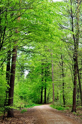 Unter den Bäumen entlang des Waldweges