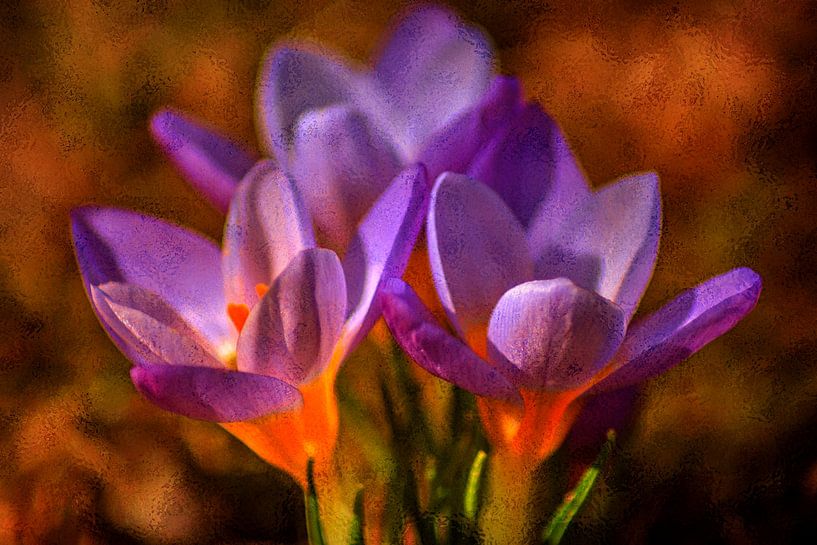 FLORA : PURPLE LOVE by Photoart-Naegele