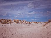Sanddünen am Strand von Warnemünde an der Ostsee von Animaflora PicsStock Miniaturansicht