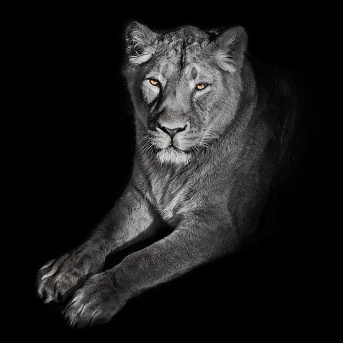 bright orange eyes, bleached face liones on a black background. lioness on a black background. looks