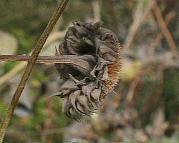 Zonnebloem by Corine van Beek