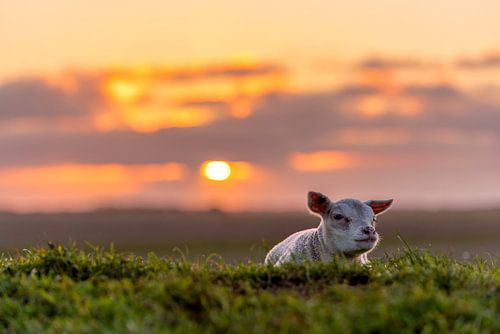 Lammetje "grumpy" Texel