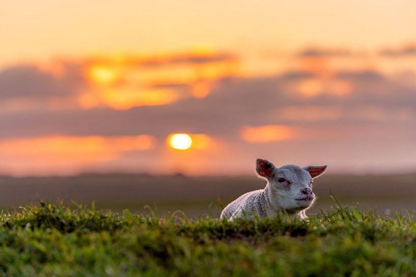 Lamm "mürrisch" Texel von Texel360Fotografie Richard Heerschap