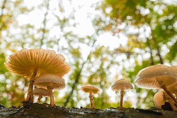 Champignon de porcelaine lors d'une journée d'automne dans une forêt de hêtres sur Sjoerd van der Wal Photographie