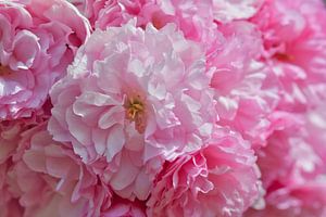 Was für ein wunderbares Frühlingsgefühl mit rosa Blüten von Jolanda de Jong-Jansen