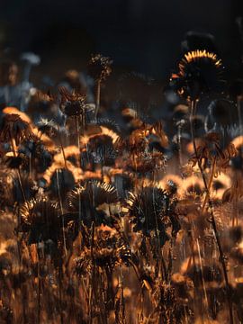 Les Champs XVIII sur Zand