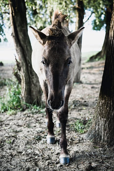 Konik foal