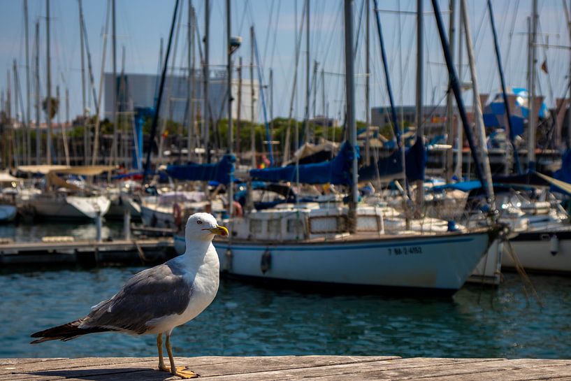 bird resting at the harbour by Rob Baerts