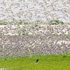 Kanus fliegen auf über Shelducks von Anja Brouwer Fotografie