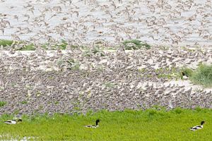 Canoes fly up over shelduck