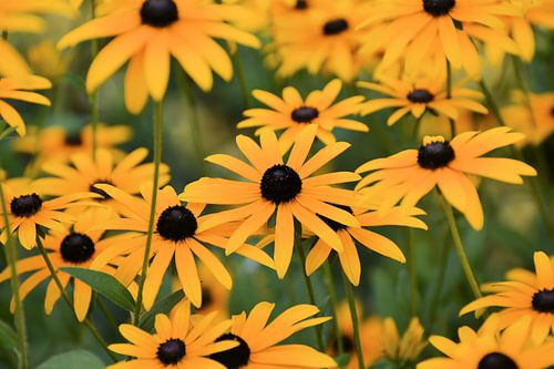 Bloeiende bloemen van een coneflower (Rudbeckia fulgida)