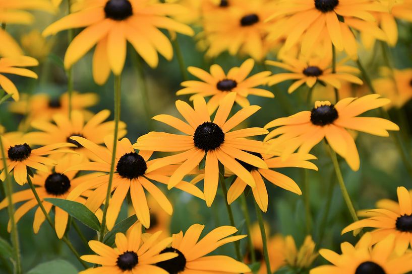 blooming flowers of a coneflower (Rudbeckia fulgida) by Heiko Kueverling