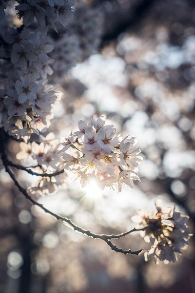 Fleur au lever du soleil par Wilbert Tintel