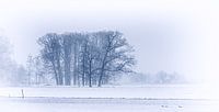 Winterwiese
