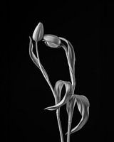 Holländische Tulpenpracht