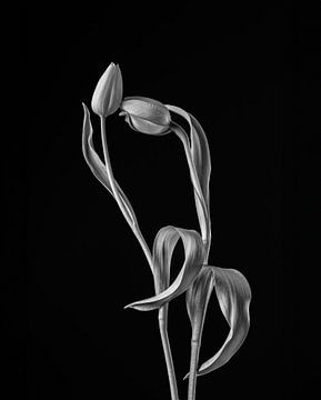 Dutch tulip glory by Yvonne Van Hijum