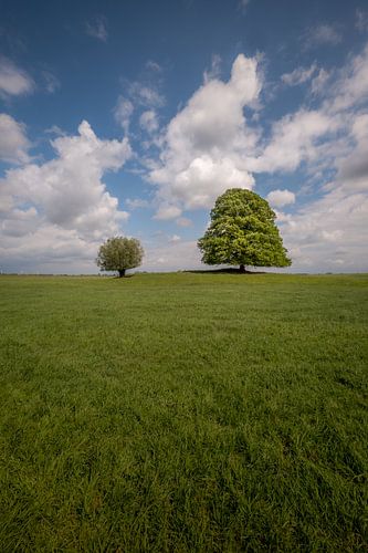 Twee bomen samen in weids landschap