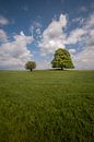 Twee bomen samen in weids landschap van Moetwil en van Dijk - Fotografie thumbnail