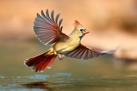 Rotkardinal Weibchen (Cardinalis cardinalis) fliegt über dem Wasser