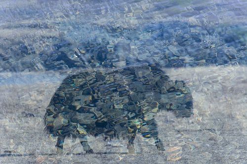 Yak in landschap Mongolië | Artistiek Natuur