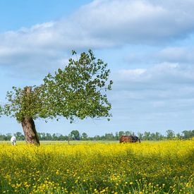 paarden en zomers tafereel van boom in weiland met boterbloemen en blauwe lucht van anton havelaar