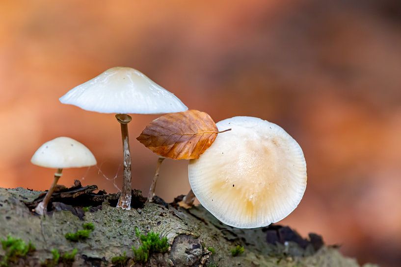 Pilze im Herbst von Dirk Rüter