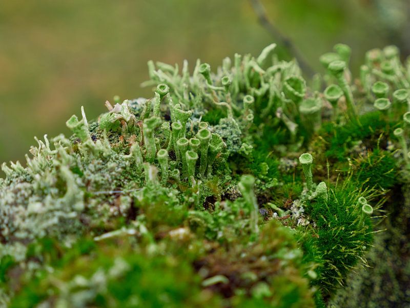 Macro shot of mushrooms by Conpo Design