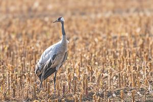 Kranichvogel beim Ausruhen und Füttern auf einem Feld während des Herbstzuges