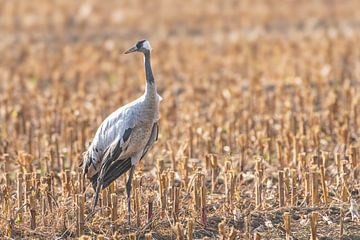Kraanvogel rust en voedt zich in een veld tijdens de herfstmigratie