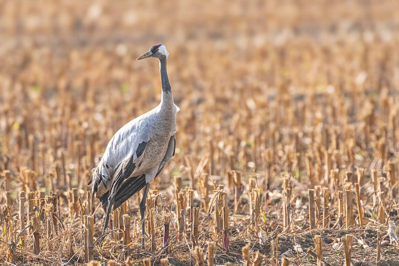 Crane bird resting and feeding in a field during autumn migratio by Sjoerd van der Wal Photography