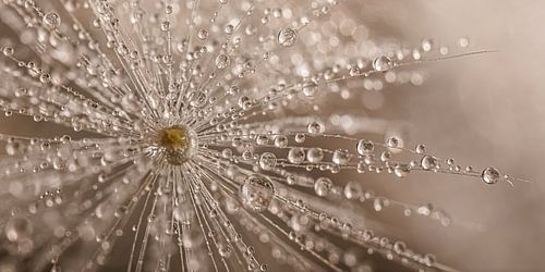 Een panorama van een  paardenbloem pluisje met druppels