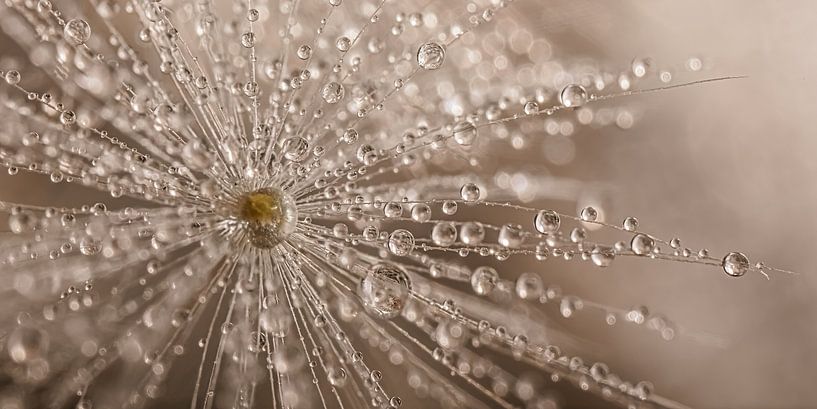 A panorama of a dandelion fluff with drops by Marjolijn van den Berg
