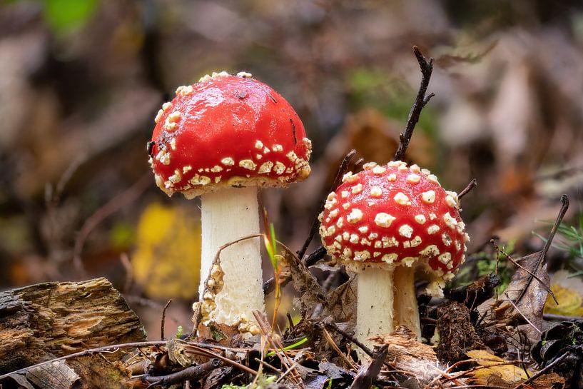 Toadstool on the forest floor by Hans-Jürgen Janda