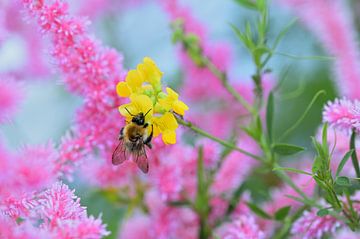 Honingbij op bloem van Truus Hagen