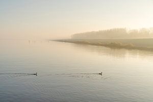 IJsselmeer met Futen. 2