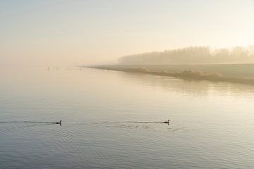 IJsselmeer met Futen. 2 van Alie Ekkelenkamp