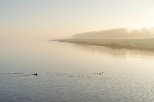 IJsselmeer met Futen. 2