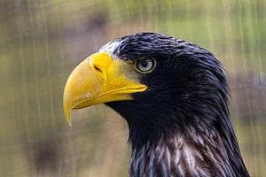 Steller's sea eagle von Dennis van de Water