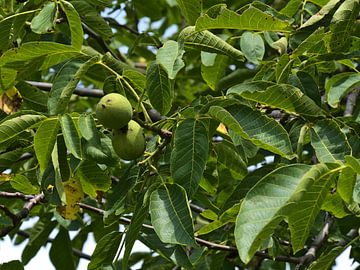 Walnut tree by Timon Schneider