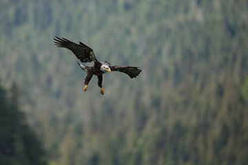 Bald eagle flight