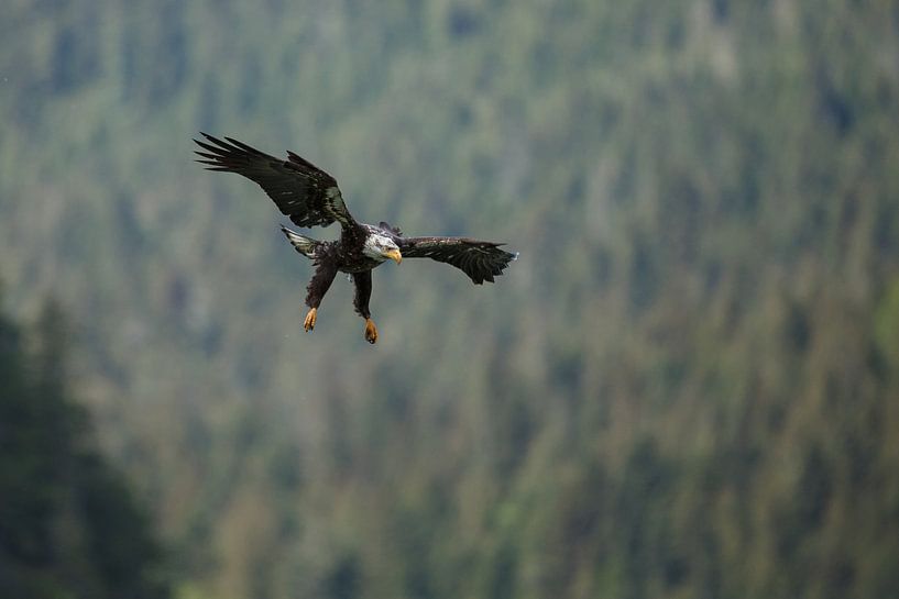 Amerikaanse Zeearend in vlucht van Menno Schaefer