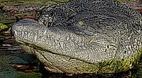 Crocodile by Jose Lok thumbnail