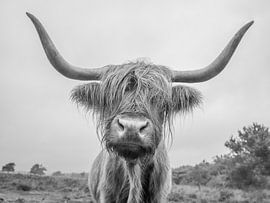 Un highlander curieux en noir et blanc - photographie de nature