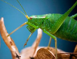 Little green monster by Nildo Scoop