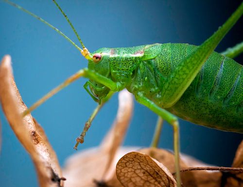 Little green monster