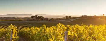 Weinberge in den toskanischen Hügeln - Panorama