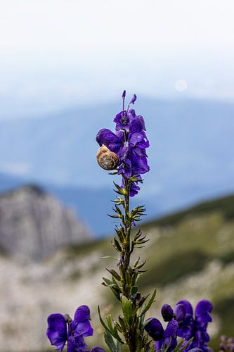 Snail on monkshood