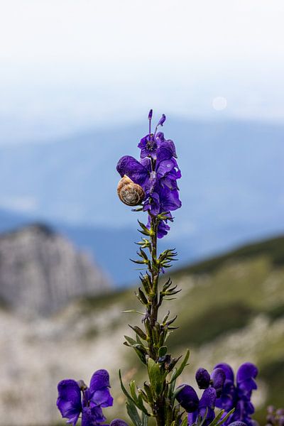 Snail on monkshood by Frans-Jan Snoek