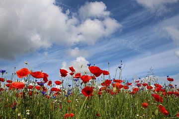 papaver van Ostsee Bilder